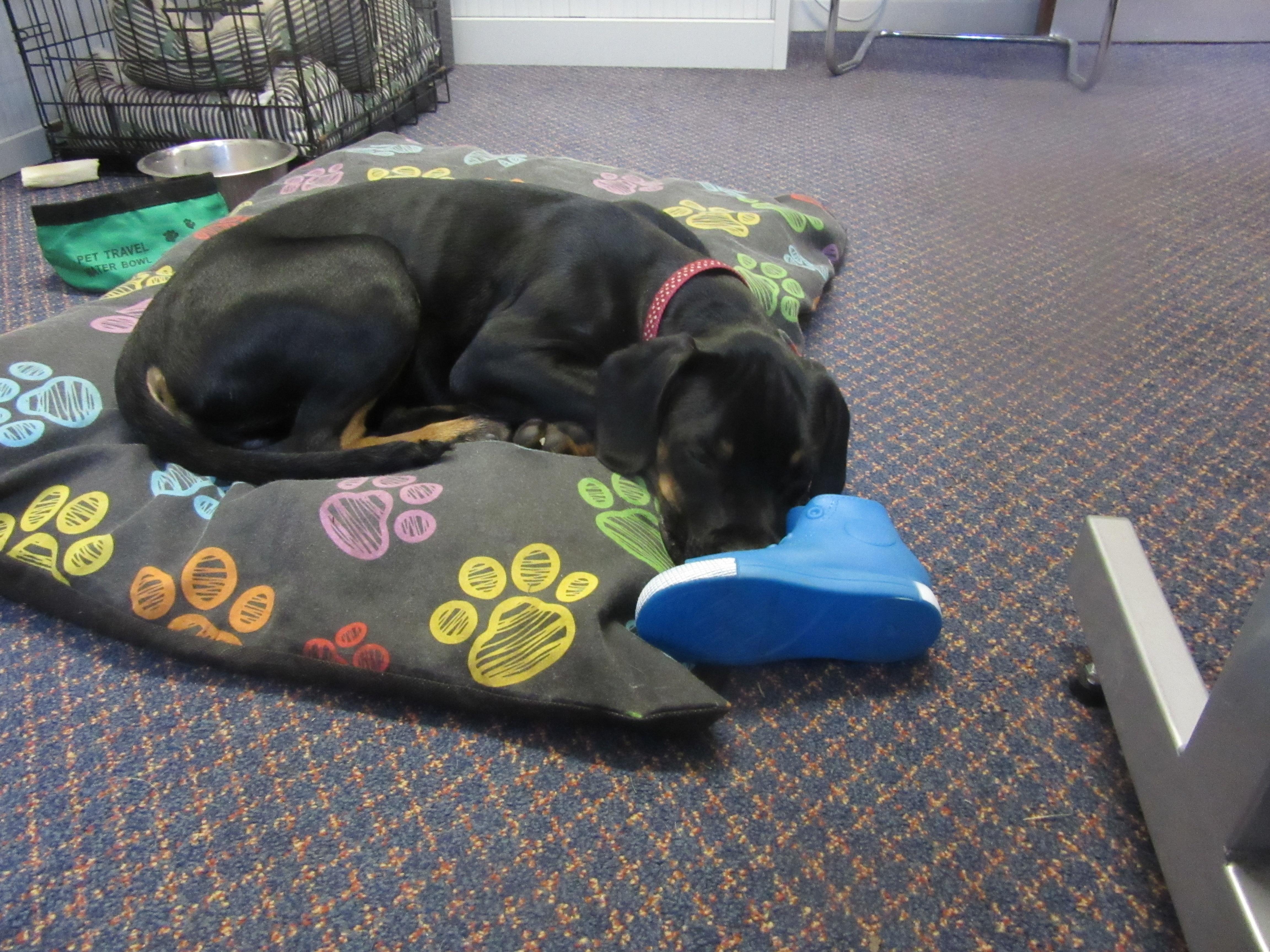 Jet gets very tired when he visits school